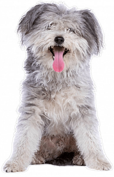 dog-2021-09-01-22-05-13-utc